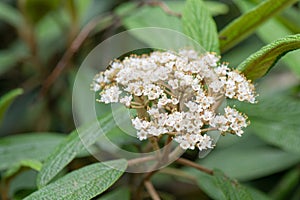 David Viburnum davidii, cluster of white flowers photo